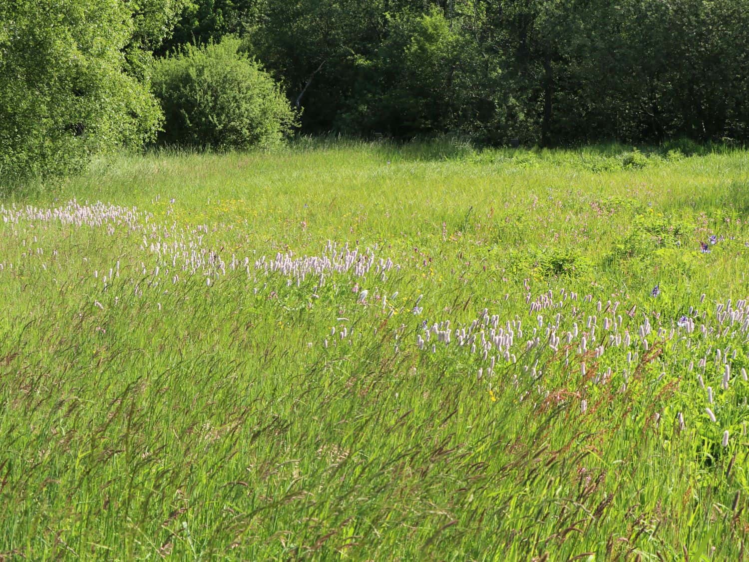 Weidefläche in 30159 Hannover