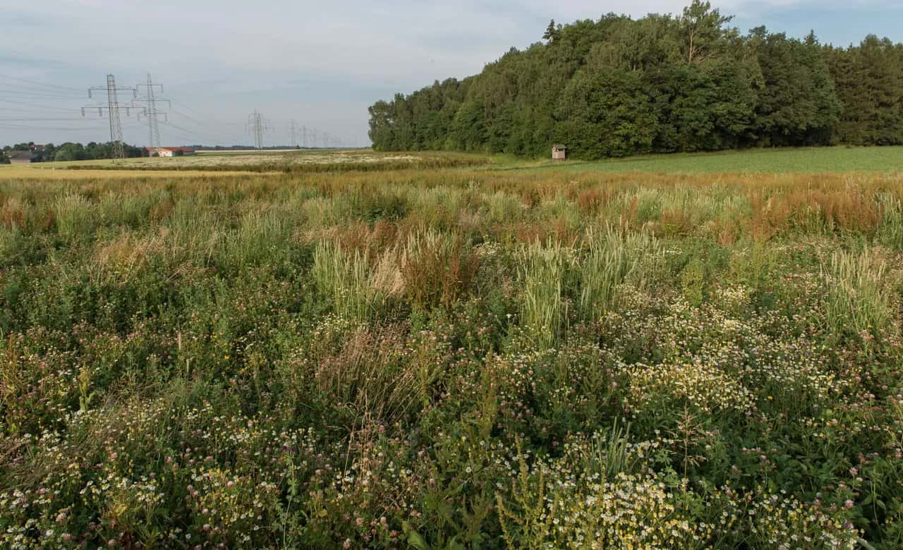 Weidefläche in 38271 Baddeckenstedt